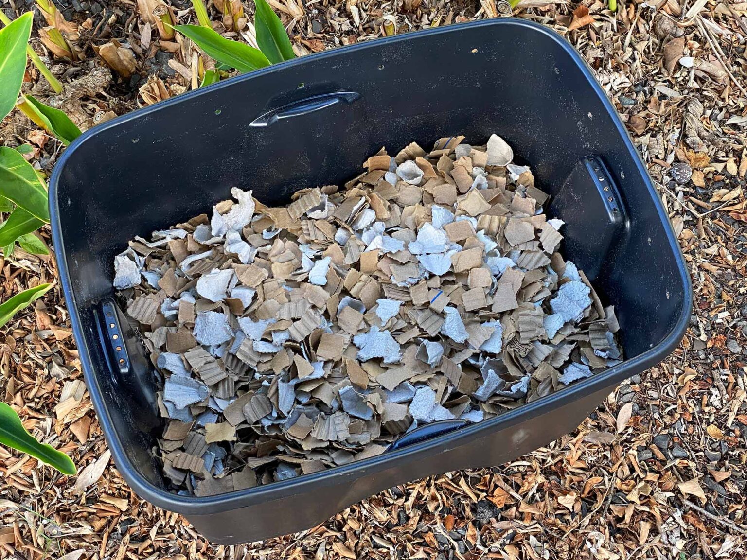 6 Easy Steps to Set Up a Worm BOX BIN Worm Ohana