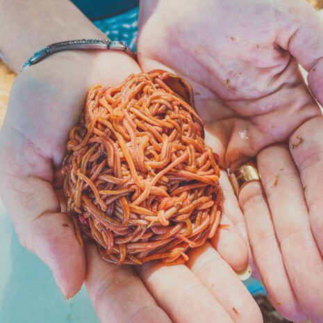 Hand holding a ball of composting worms