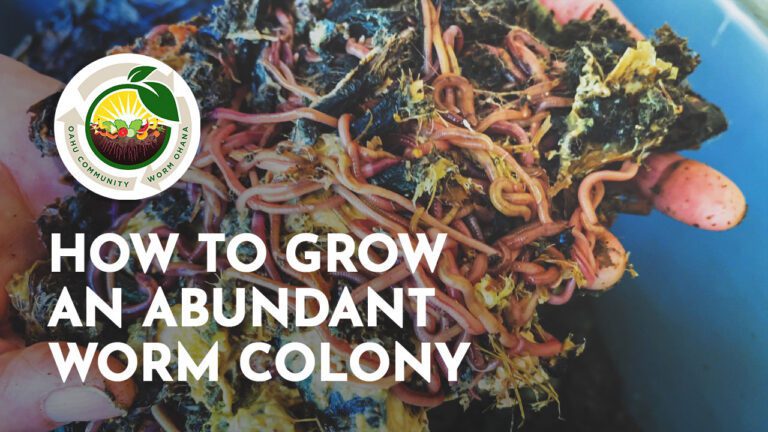 How To Grow An Abundant Worm Colony