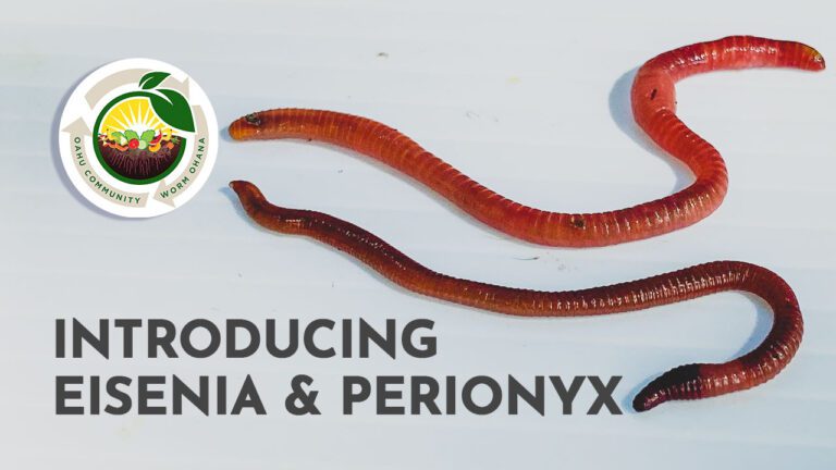 Introducing Eisenia & Perionyx, Your Composting Worms