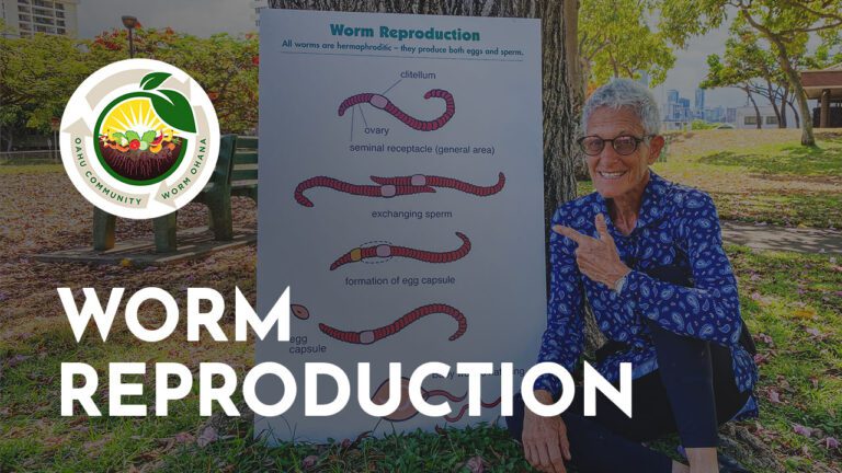 Worm Reproduction